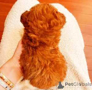 Photo №3. Toy poodle puppy for doption. United States