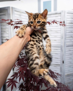 Photo №1. bengal cat - for sale in the city of Biržai | negotiated | Announcement № 155707