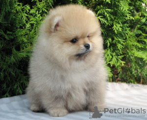 Photo №2 to announcement № 13262 for the sale of pomeranian - buy in Russian Federation from nursery