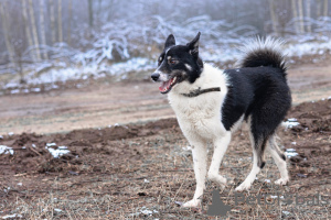 Photo №2 to announcement № 95969 for the sale of non-pedigree dogs - buy in Russian Federation private announcement