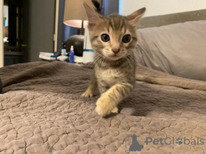 Photo №1. bengal cat - for sale in the city of Telfs | 361$ | Announcement № 171022