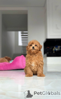 Photo №1. maltese dog - for sale in the city of Kiev | negotiated | Announcement № 164612