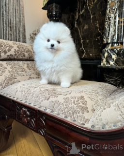 Photo №1. pomeranian - for sale in the city of Amberg | 470$ | Announcement № 166628