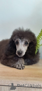 Photo №2 to announcement № 20448 for the sale of poodle (toy) - buy in Latvia breeder