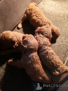 Photo №4. I will sell poodle (toy) in the city of Jarkovac. breeder - price - negotiated