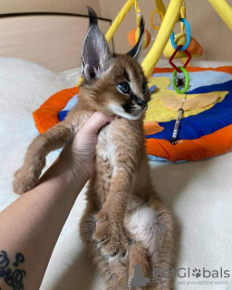 Additional photos: des très beaux chatons, Caracal Savannah F1 et serval disponibles