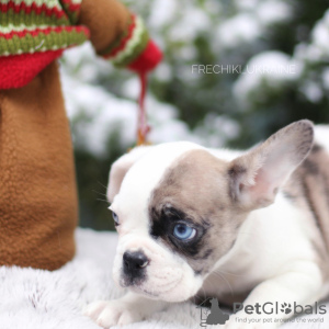 Photo №3. Amazing rare color French Bulldog Merle puppy male and female. Netherlands