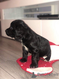 Photo №4. I will sell american cocker spaniel in the city of Berlin. private announcement, from nursery, breeder - price - 602$