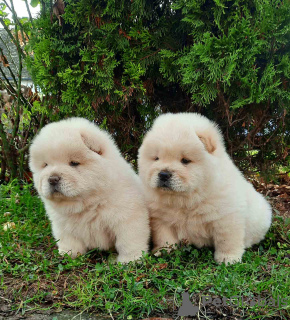 Photo №1. chow chow - for sale in the city of Belgrade | negotiated | Announcement № 127753