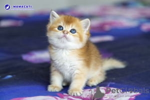 Photo №1. scottish fold - for sale in the city of Anapa | 391$ | Announcement № 104205