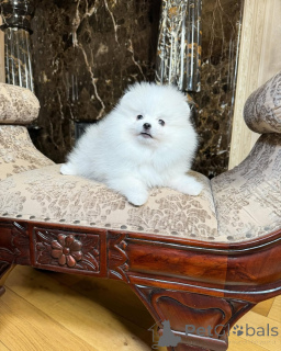 Photo №2 to announcement № 166628 for the sale of pomeranian - buy in Germany private announcement