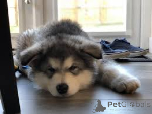 Photo №4. I will sell alaskan malamute in the city of Basel.  - price - negotiated