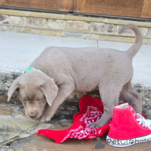 Photo №2 to announcement № 166534 for the sale of labrador retriever - buy in Germany breeder