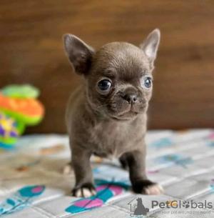 Photo №2 to announcement № 132259 for the sale of  - buy in United States 