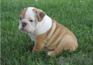 Photo №1. english bulldog - for sale in the city of Porto | 774$ | Announcement № 160476