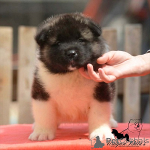 Photo №2 to announcement № 174448 for the sale of akita - buy in Serbia breeder