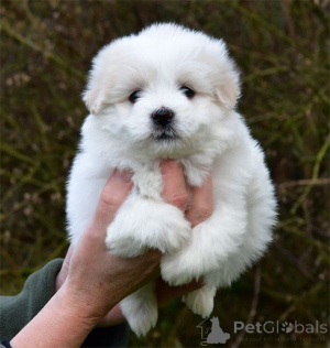 Photo №2 to announcement № 164412 for the sale of coton de tulear - buy in Finland private announcement, breeder