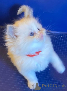 Photo №2 to announcement № 144560 for the sale of turkish angora - buy in Germany breeder