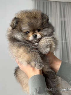 Photo №1. pomeranian - for sale in the city of Central Athens | negotiated | Announcement № 171754