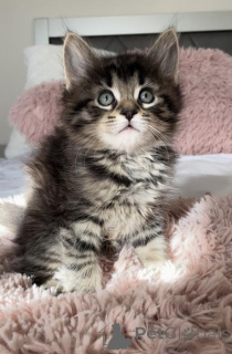 Photo №1. norwegian forest cat - for sale in the city of Böblingen | 361$ | Announcement № 177974