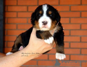Photo №4. I will sell bernese mountain dog in the city of Kolomna. from nursery - price - 13$