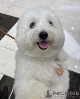 Photo №1. coton de tulear - for sale in the city of Hong Kong | 528$ | Announcement № 99418