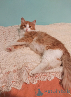 Photo №2 to announcement № 159492 for the sale of  - buy in Russian Federation private announcement