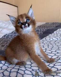 Photo №2 to announcement № 99615 for the sale of caracal - buy in United States private announcement, from nursery, from the shelter