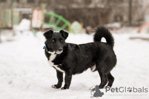 Photo №1. non-pedigree dogs - for sale in the city of Moscow river | Is free | Announcement № 165048