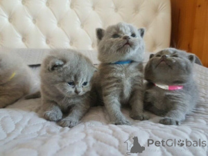 Photo №3. TICA Full Pedigree British shorthair kitten. United States