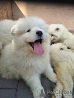 Photo №3. Samoyed puppies. Serbia