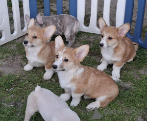 Photo №2 to announcement № 168777 for the sale of welsh corgi - buy in Serbia breeder