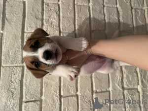 Photo №4. I will sell jack russell terrier in the city of Cherepovets. private announcement - price - negotiated