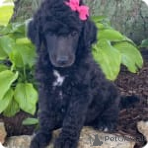 Photo №4. I will sell poodle (royal) in the city of Pennsylvania Furnace. private announcement - price - 700$
