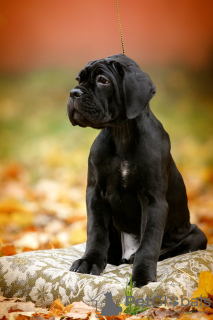 Additional photos: Italian Cane Corso puppies