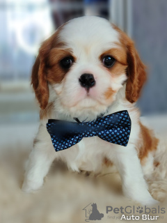 Photo №1. cavalier king charles spaniel - for sale in the city of Ханты-Мансийск | negotiated | Announcement № 92313