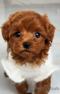 Photo №4. I will sell maltese dog in the city of Augsburg. breeder - price - 1239$