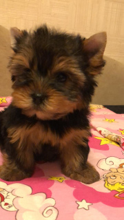 Photo №1. yorkshire terrier - for sale in the city of St. Petersburg | 300$ | Announcement № 3896