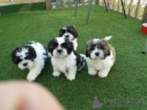 Photo №1. shih tzu - for sale in the city of Berlin | 264$ | Announcement № 117300