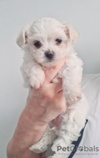 Additional photos: Lovley Maltese puppies