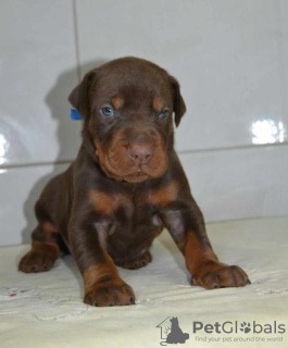 Photo №3. Doberman puppies. Serbia