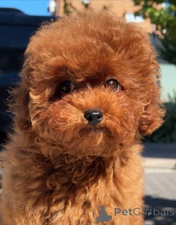 Photo №3. Little Toy poodle looking for forever home. United Kingdom
