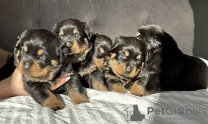 Photo №4. I will sell rottweiler in the city of Crewe. private announcement, breeder - price - 2747$