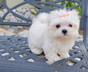 Photo №1. maltese dog - for sale in the city of Arrondissement de Berchtesgaden-Campagne | negotiated | Announcement № 156176