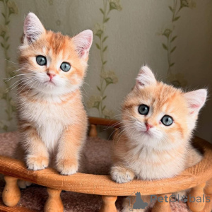 Photo №4. I will sell  in the city of Boulogne-Billancourt.  - price - negotiated