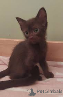 Photo №2 to announcement № 164080 for the sale of havana brown - buy in Finland private announcement, breeder