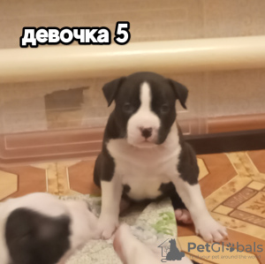 Photo №2 to announcement № 44918 for the sale of  - buy in Russian Federation private announcement, breeder
