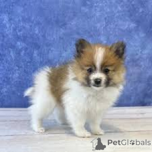Photo №1. pomeranian - for sale in the city of Paris | 723$ | Announcement № 166761