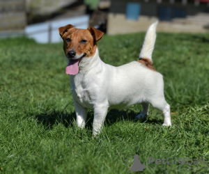 Photo №1. jack russell terrier - for sale in the city of Minsk | 214$ | Announcement № 19505