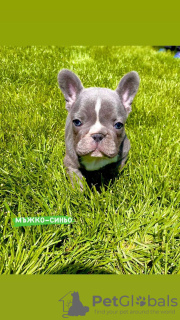 Additional photos: Hello french bulldog puppies for sale.